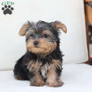 Bentley, Yorkie Puppy