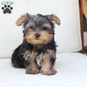 Bentley, Yorkie Puppy