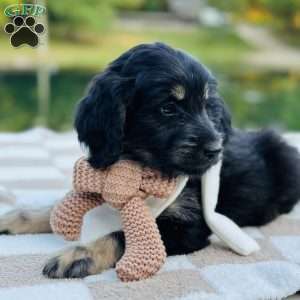 Wren, Goldendoodle Puppy