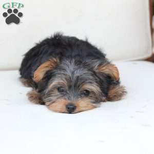 Bentley, Yorkie Puppy