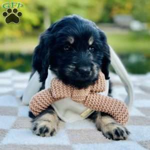 Wren, Goldendoodle Puppy