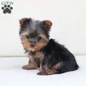 Sky, Yorkie Puppy