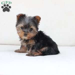 Sky, Yorkie Puppy