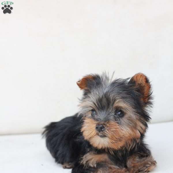 Sky, Yorkie Puppy