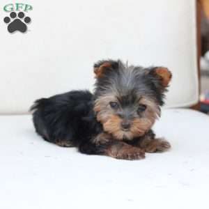 Sky, Yorkie Puppy