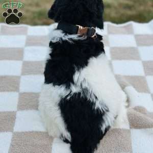Crane, Goldendoodle Puppy