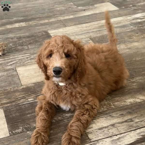 Benji, Goldendoodle Puppy