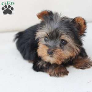Sky, Yorkie Puppy