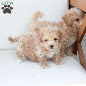 Finn, Bich-Poo Puppy