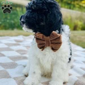 Crane, Goldendoodle Puppy
