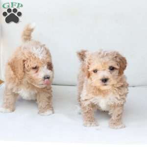 Finn, Bich-Poo Puppy