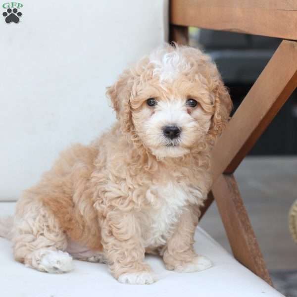 Oliver, Bich-Poo Puppy