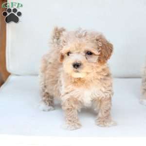 Finn, Bich-Poo Puppy