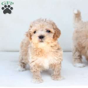 Finn, Bich-Poo Puppy