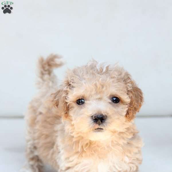 Finn, Bich-Poo Puppy