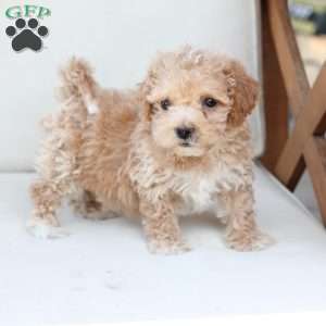 Finn, Bich-Poo Puppy