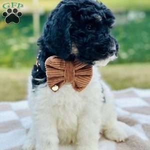 Crane, Goldendoodle Puppy