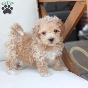 Finn, Bich-Poo Puppy