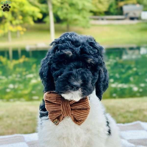 Crane, Goldendoodle Puppy