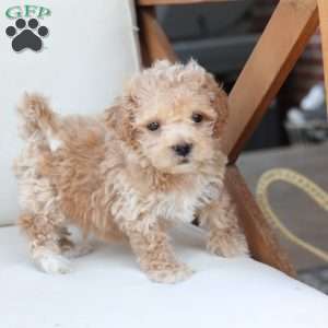 Finn, Bich-Poo Puppy