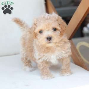 Finn, Bich-Poo Puppy