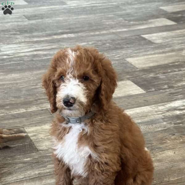 Bingo, Goldendoodle Puppy