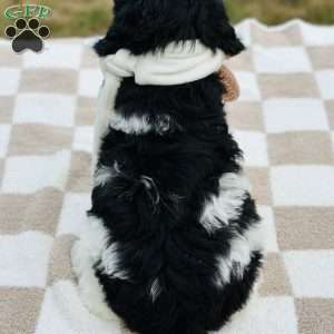 Birdie, Goldendoodle Puppy