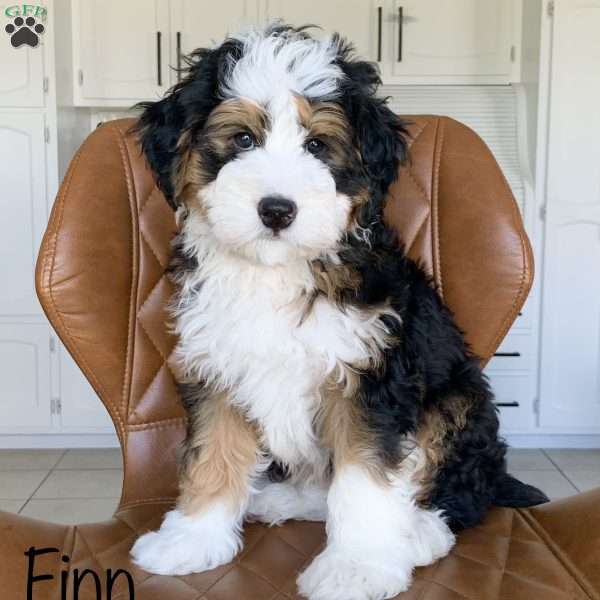 Finn, Mini Bernedoodle Puppy