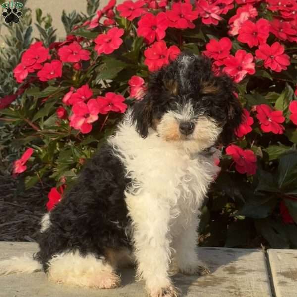 Maizy, Mini Bernedoodle Puppy