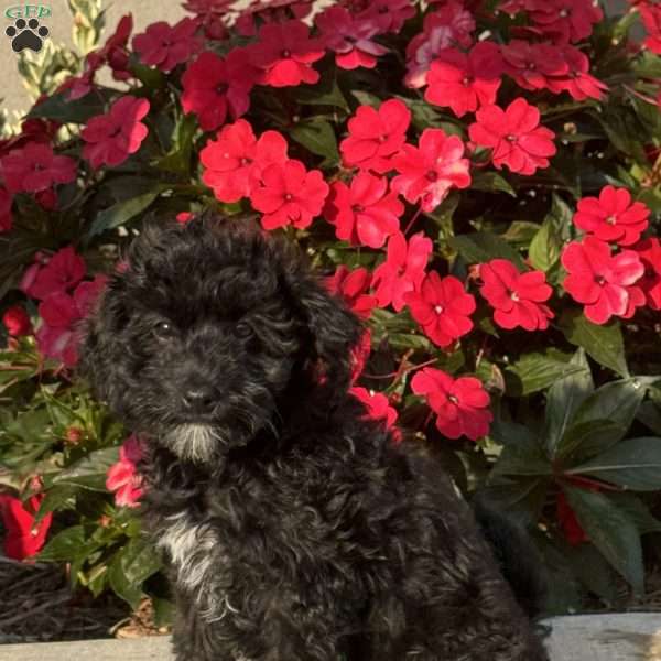 Molly, Mini Bernedoodle Puppy
