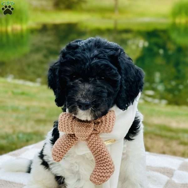 Birdie, Goldendoodle Puppy