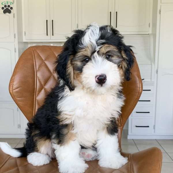Gus, Mini Bernedoodle Puppy