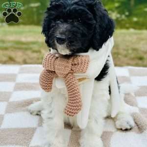 Birdie, Goldendoodle Puppy