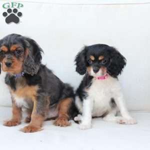 Max, Cavalier King Charles Spaniel Puppy