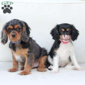 Max, Cavalier King Charles Spaniel Puppy