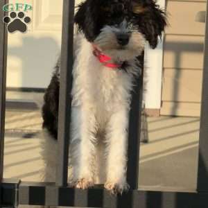 Maizy, Mini Bernedoodle Puppy