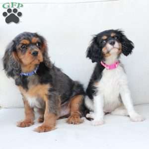 Max, Cavalier King Charles Spaniel Puppy