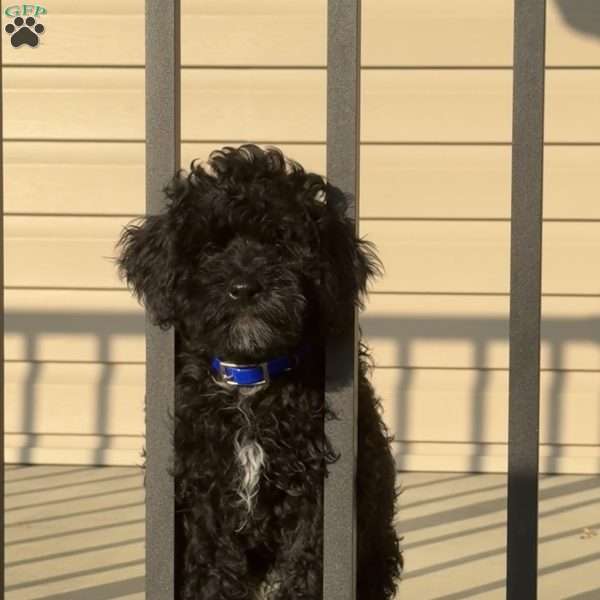 Max, Mini Bernedoodle Puppy