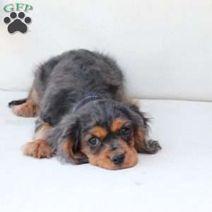 Max, Cavalier King Charles Spaniel Puppy