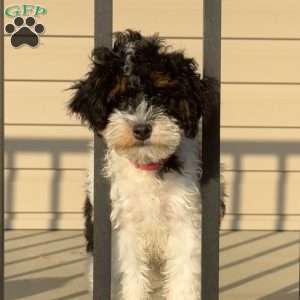 Maizy, Mini Bernedoodle Puppy