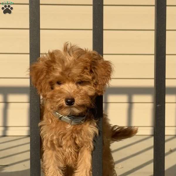 Macy, Mini Bernedoodle Puppy