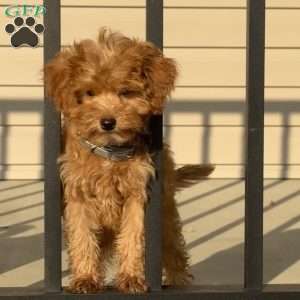 Macy, Mini Bernedoodle Puppy