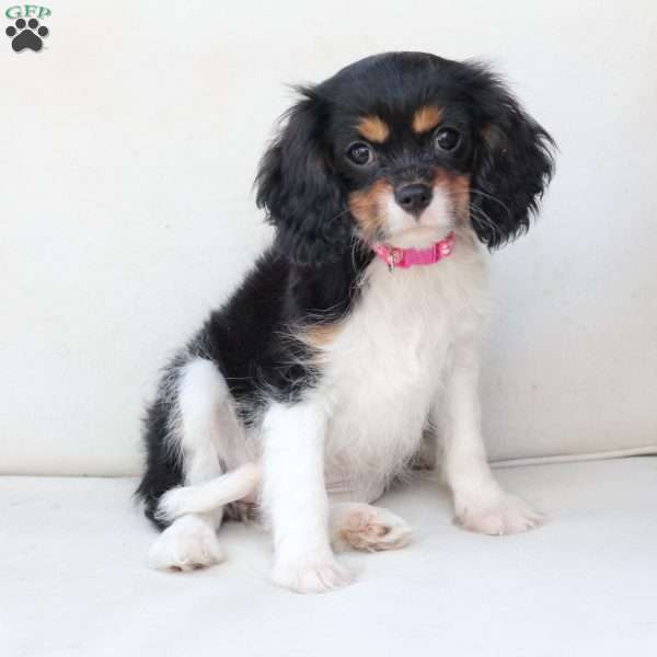 Rosie, Cavalier King Charles Spaniel Puppy