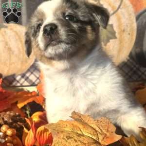 Hazel, Australian Shepherd Mix Puppy