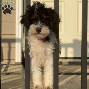 Maizy, Mini Bernedoodle Puppy