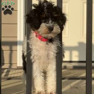 Maizy, Mini Bernedoodle Puppy