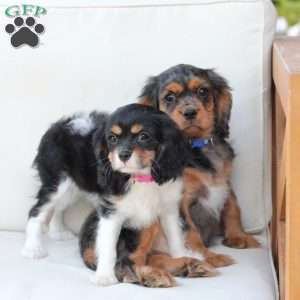 Max, Cavalier King Charles Spaniel Puppy