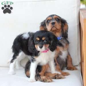 Max, Cavalier King Charles Spaniel Puppy