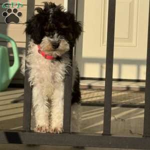 Maizy, Mini Bernedoodle Puppy