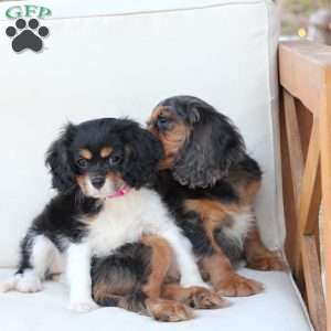 Max, Cavalier King Charles Spaniel Puppy